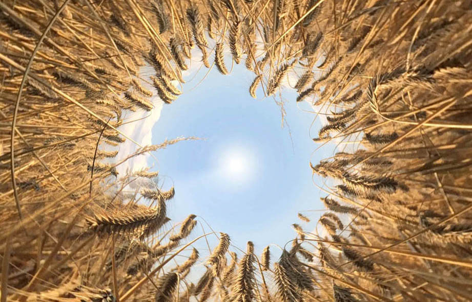 Widok na zboże i kawałek nieba