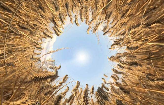 Widok na zboże i kawałek nieba