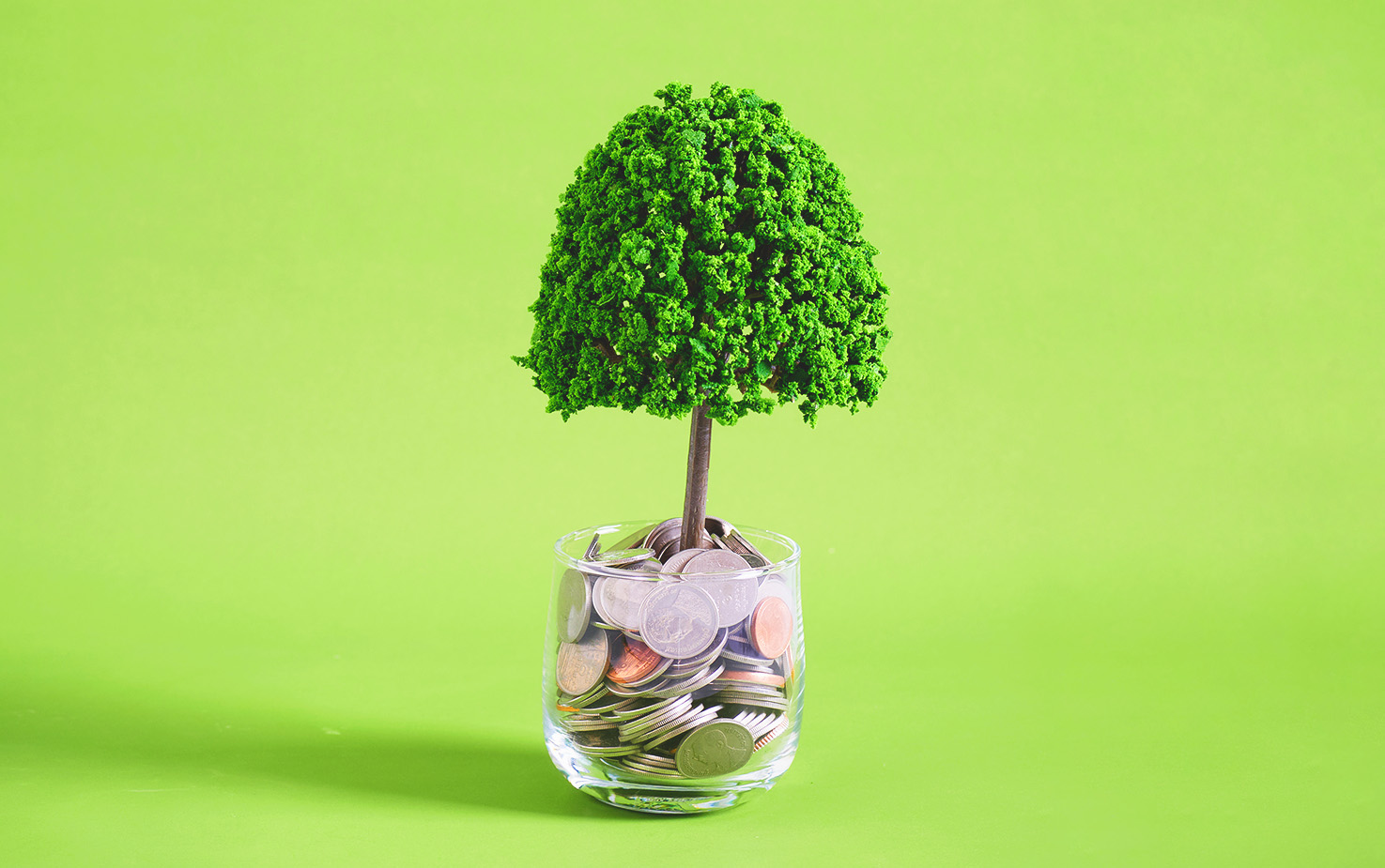 Drzewko w szklance z monetami